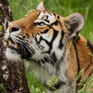 Computer tiger HD wallpaper