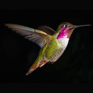Humming birds 4k wallpaper