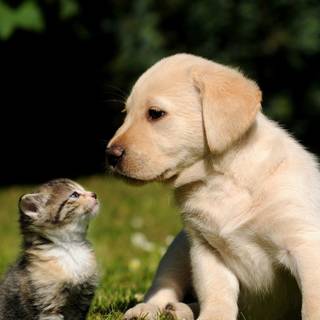 Puppies and kittens HD wallpaper