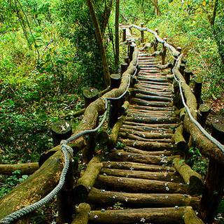 The Enchanted Forest wallpaper