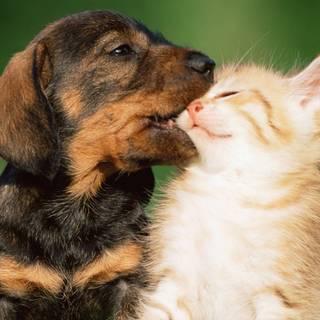 Puppies and kittens HD wallpaper