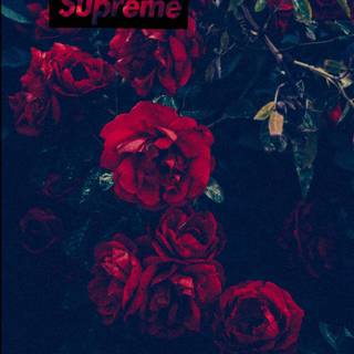 Roses on Supreme logo wallpaper