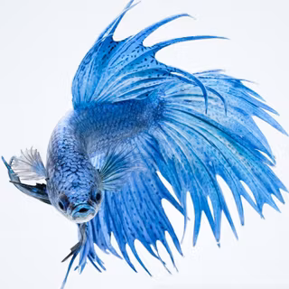 iPhone 6s Fish HD wallpaper