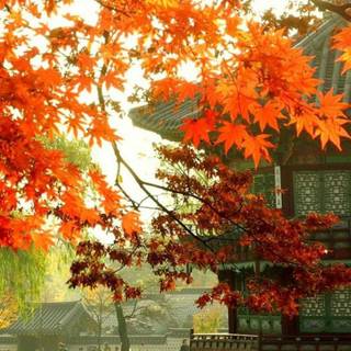 HD iPhone Korean nature wallpaper