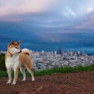 Norwegian buhund sheep dog wallpaper