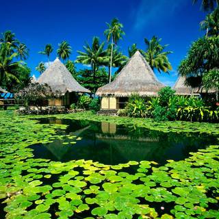 Village nature wallpaper