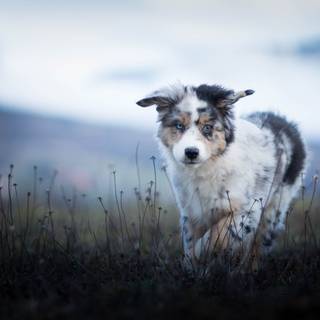 Dog aesthetic wallpaper