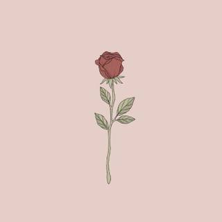 Cute rose aesthetic wallpaper
