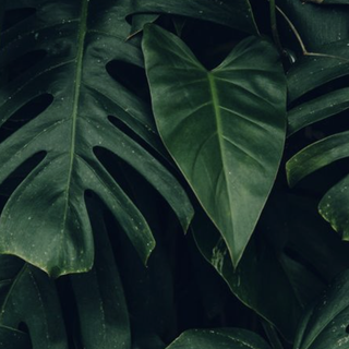 Plants aesthetic wallpaper