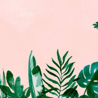 Plants aesthetic wallpaper