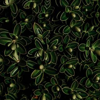 Plants aesthetic wallpaper