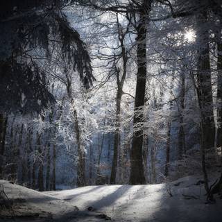 Mystical moonlight wallpaper