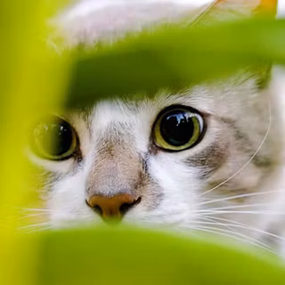 HD mobile cat wallpaper