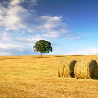 Harvest village wallpaper