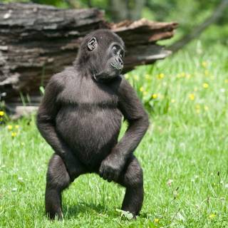 Panda Tierno computer wallpaper