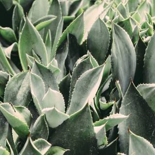 Desktop Succulents wallpaper