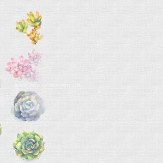 Desktop Succulents wallpaper