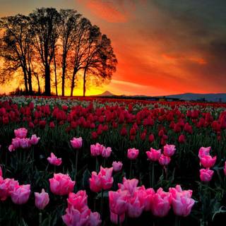 Spring trees and sunset wallpaper