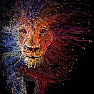 Lion pictures amoled wallpaper