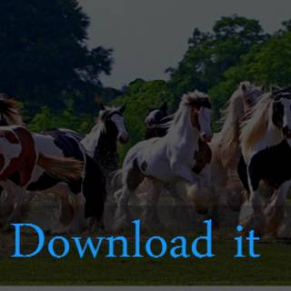 Gypsy Vanner horse wallpaper