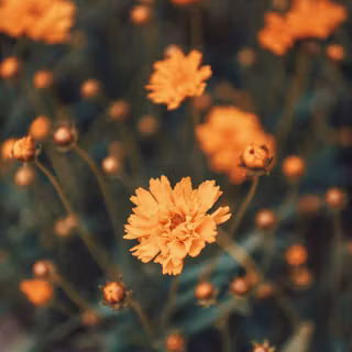 Close to me wallpaper