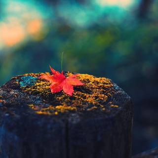 HD macro nature wallpaper