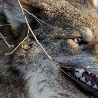 Angry wolf wallpaper