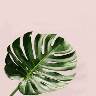 Plants tumblr wallpaper