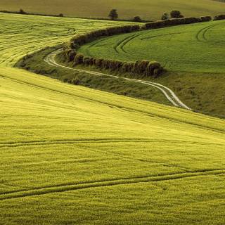iPhone XR agriculture wallpaper