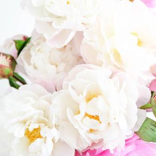 Pink peonies wallpaper