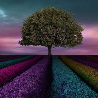 iPhone XR agriculture wallpaper