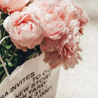 Pink peonies wallpaper