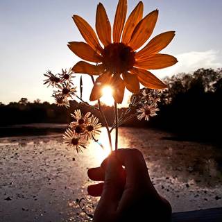 Sunset with person iPhone wallpaper