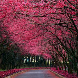 Real nature desktop wallpaper