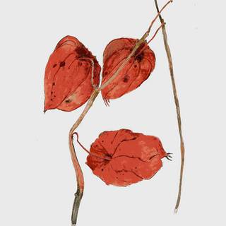 Real drawing iPhone wallpaper