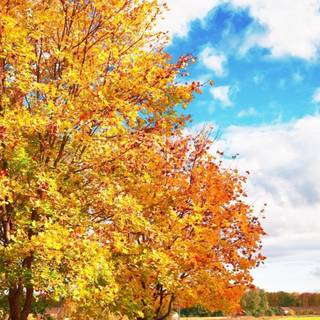 Mobile bright wallpaper