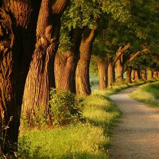 Forest alley wallpaper