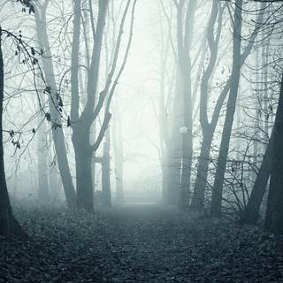 Forest alley wallpaper