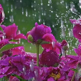 Late spring desktop wallpaper