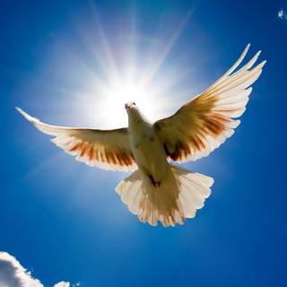 Free flying bird wallpaper