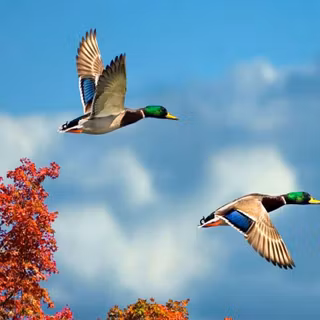 Free flying bird wallpaper