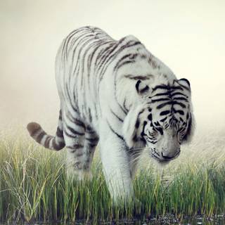 White tiger iPhone wallpaper