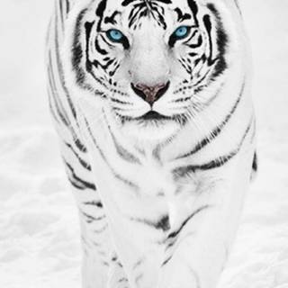 White tiger iPhone wallpaper