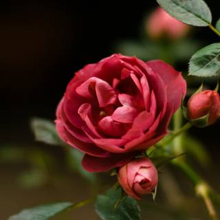 Red rose bloom wallpaper