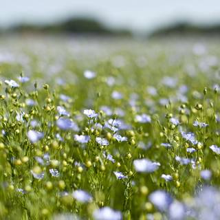 Spring for Android wallpaper