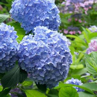 Anthurium Hydrangea wallpaper