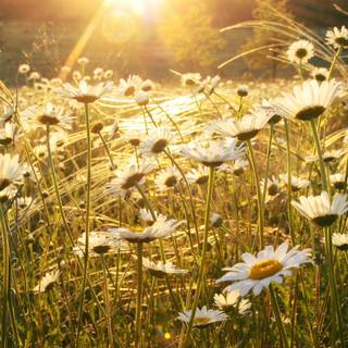 Sweet summertime wallpaper