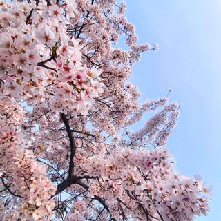 Springtime blossom wallpaper