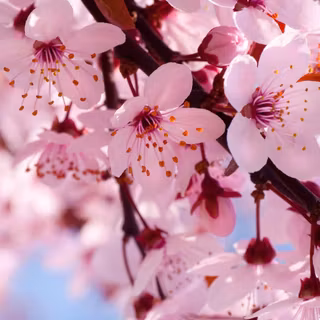 Springtime blossom wallpaper