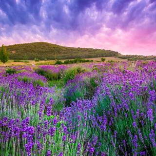 Fields of lavender wallpaper